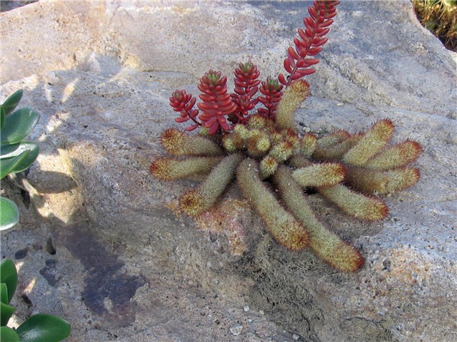 Mammillaria elongata